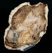 Petrified Cherry Wood Slab - Oregon ( Inches) #4375-3